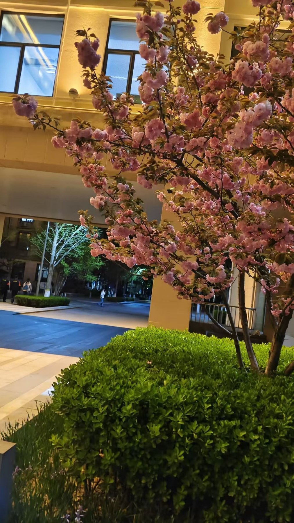 夜晚樱花树
